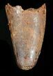 Cretaceous Fossil Crocodile Tooth - Morocco #44289-1